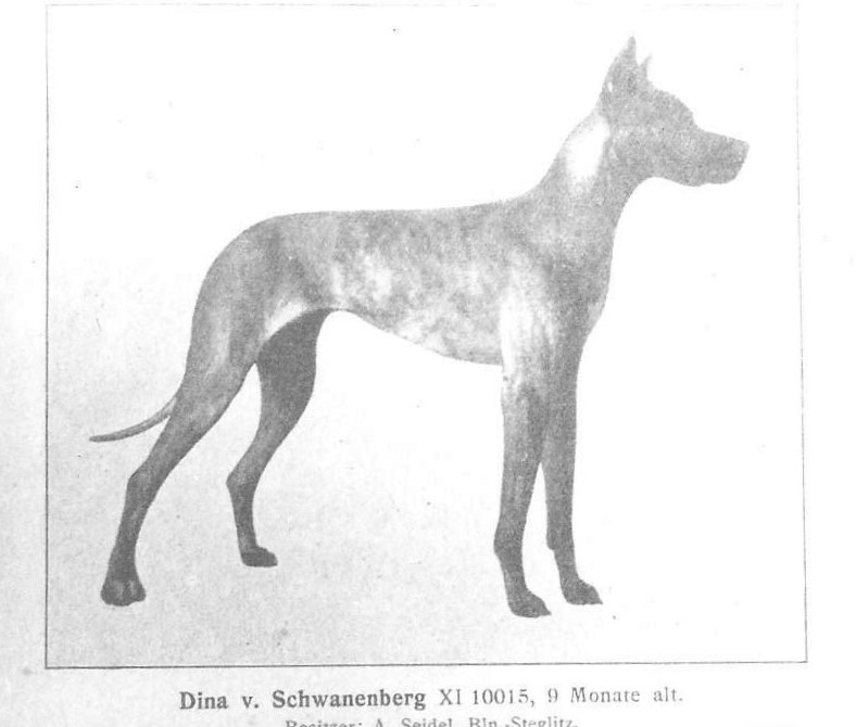 Dina v Schwanenberg